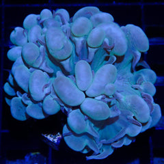 A90 - Plerogyra Sinuosa Green