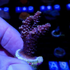 E17 - Millepora Pink  Yellow Highlight