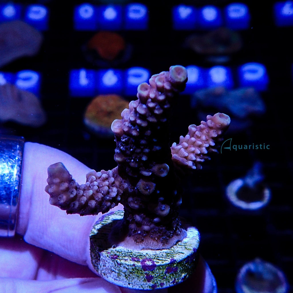 A94 - Millepora Pink Yellow Highlight