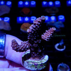 A94 - Millepora Pink Yellow Highlight