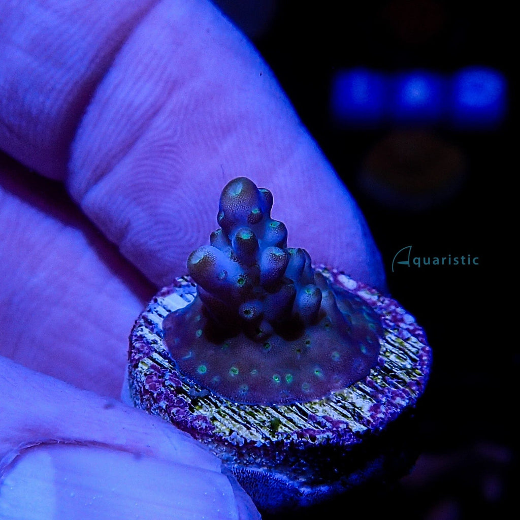 A96 - Acropora Bonsai