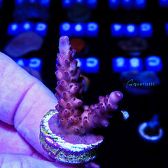 A99 - Acropora Vivid Rainbow Delight