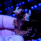 B01 - Acropora Vivid Rainbow Delight