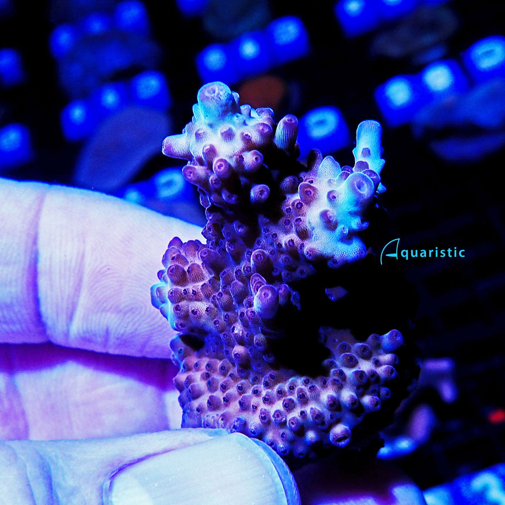 B01 - Acropora Vivid Rainbow Delight