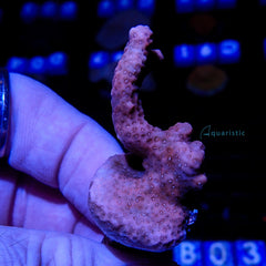 B03 - Montipora Digitata Pink