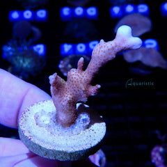 B13 - Montipora Digitata Red