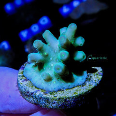 B16 - Acropora Green