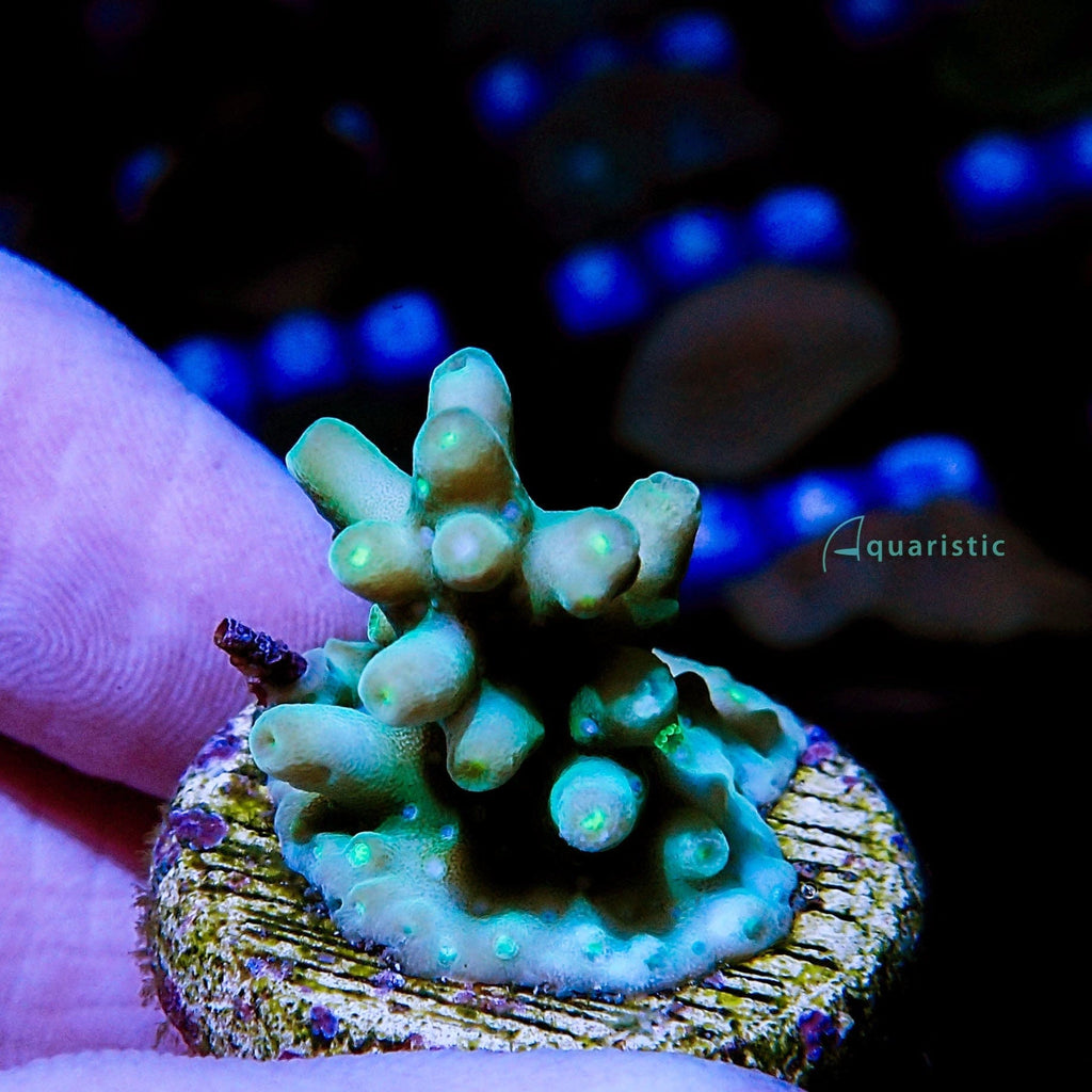 B17 - Acropora Green