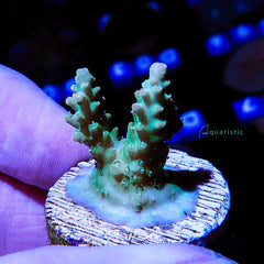 B18 - Acropora Green