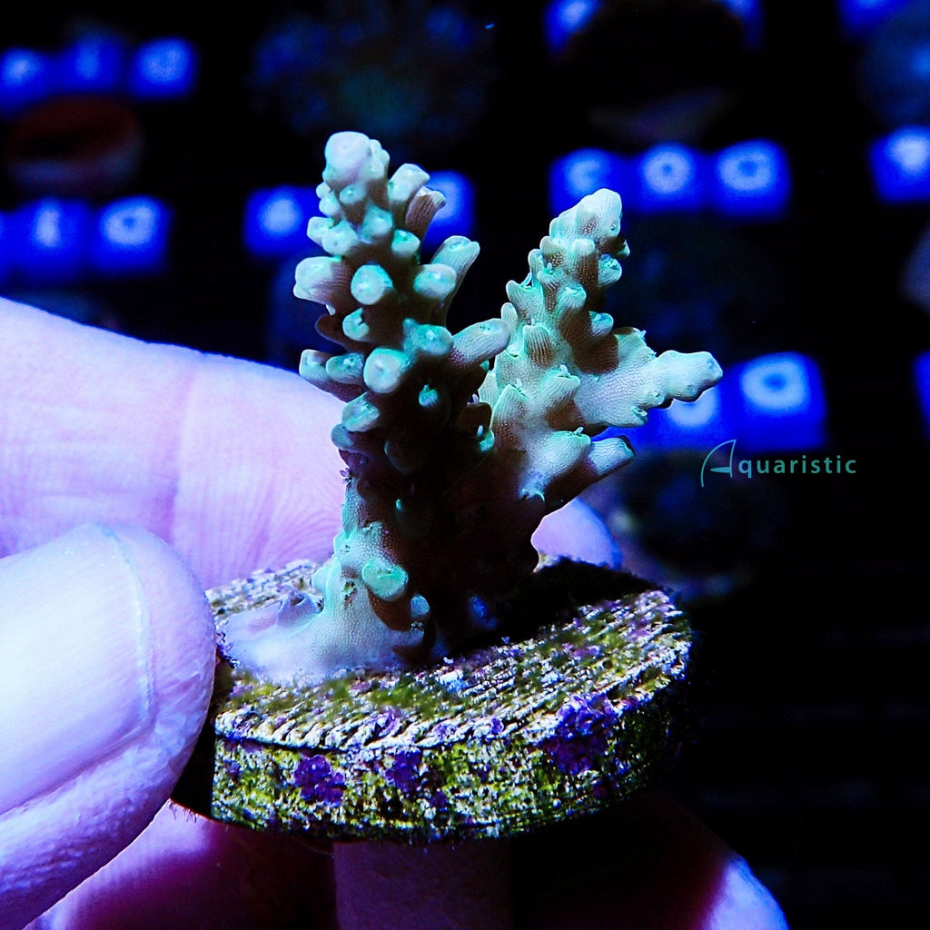 B19 - Acropora Green