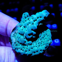 B21 - Acropora Sarmentosa