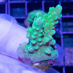 B28 - Acropora Yellow Stag