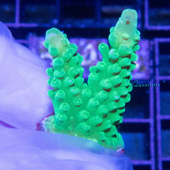 B29 - Acropora Yellow Stag