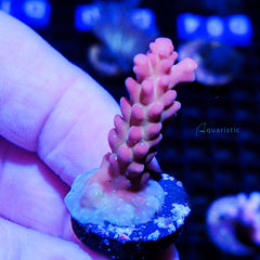 B82 - Acropora Rosaria