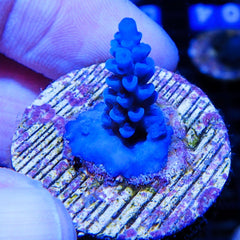 B36 - Acropora Blue Tenuis