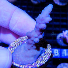 B55 - Acropora Grape Vine Tortuosa