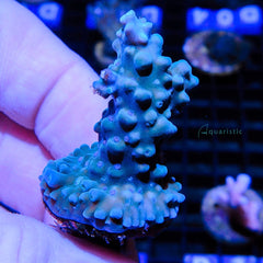 B04 - Acropora Grape Vine Tortuosa