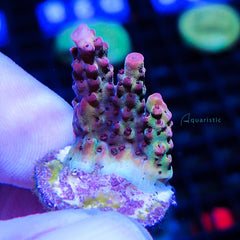 B41 - Acropora Petrol Slick