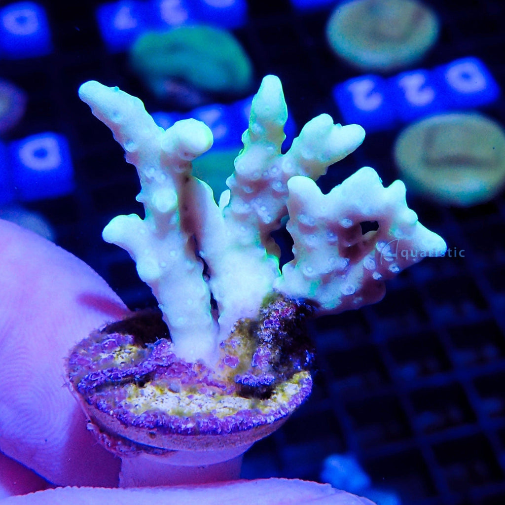 B42 - Anacropora Green Goblin