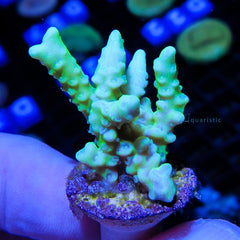 B43 - Anacropora Green Goblin