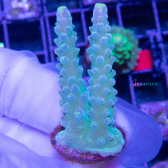 B44 - Acropora Verweyi (WA)