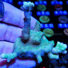 B45 - Montipora Digitata Green