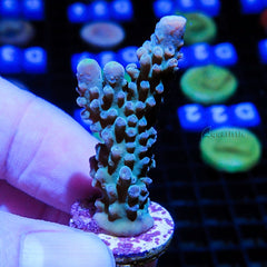 B48 - Acropora Verweyi (WA)