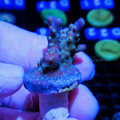 B49 - Acropora Bonsai Gaffe Lookalike