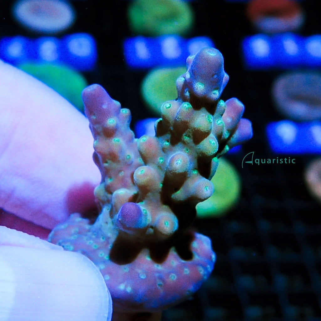 B50 - Acropora Bonsai Gaffe Lookalike