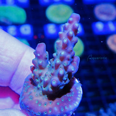 B51 - Acropora Bonsai Gaffe Lookalike