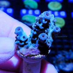 B52 - Acropora Sarmentosa