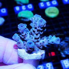 B53 - Acropora Sarmentosa