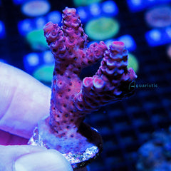 B55 - Acropora Frankie's Indecision