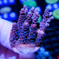 B56 - Millepora Pink