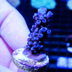 B58 - Acropora Blue Stag