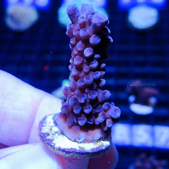 B59 - Acropora Blue Stag