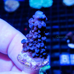 B60 - Acropora Blue Stag