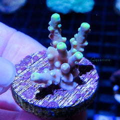 B61 - Acropora Frankie's Indecision