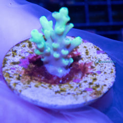 B62 - Acropora Crystal Aculeus