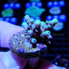 B63 - Acropora Crystal Aculeus