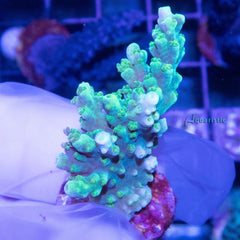 B64 - Acropora Green Table Aculeus