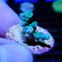 B65 - Acropora Green Table Aculeus