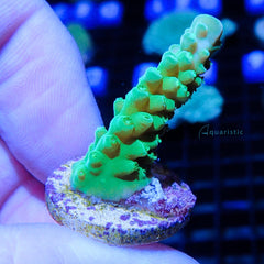 B69 - Acropora Yellow Stag