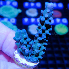 B70 - Acropora Blue Green