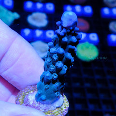 B71 - Acropora Blue Green