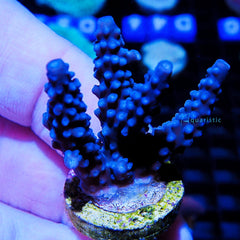 B72 - Acropora Thin Stick Blue Stag