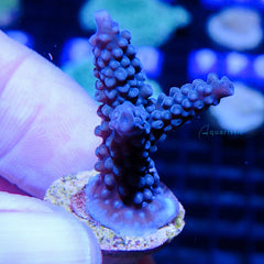 B73 - Acropora Thin Stick Blue Stag