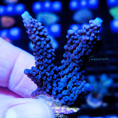 B78 - Acropora Frankie's Indecision