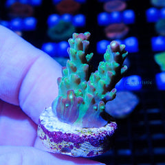 B83 - Acropora Rainbow Loom