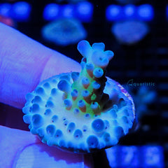 B79 - Acropora Green Stag